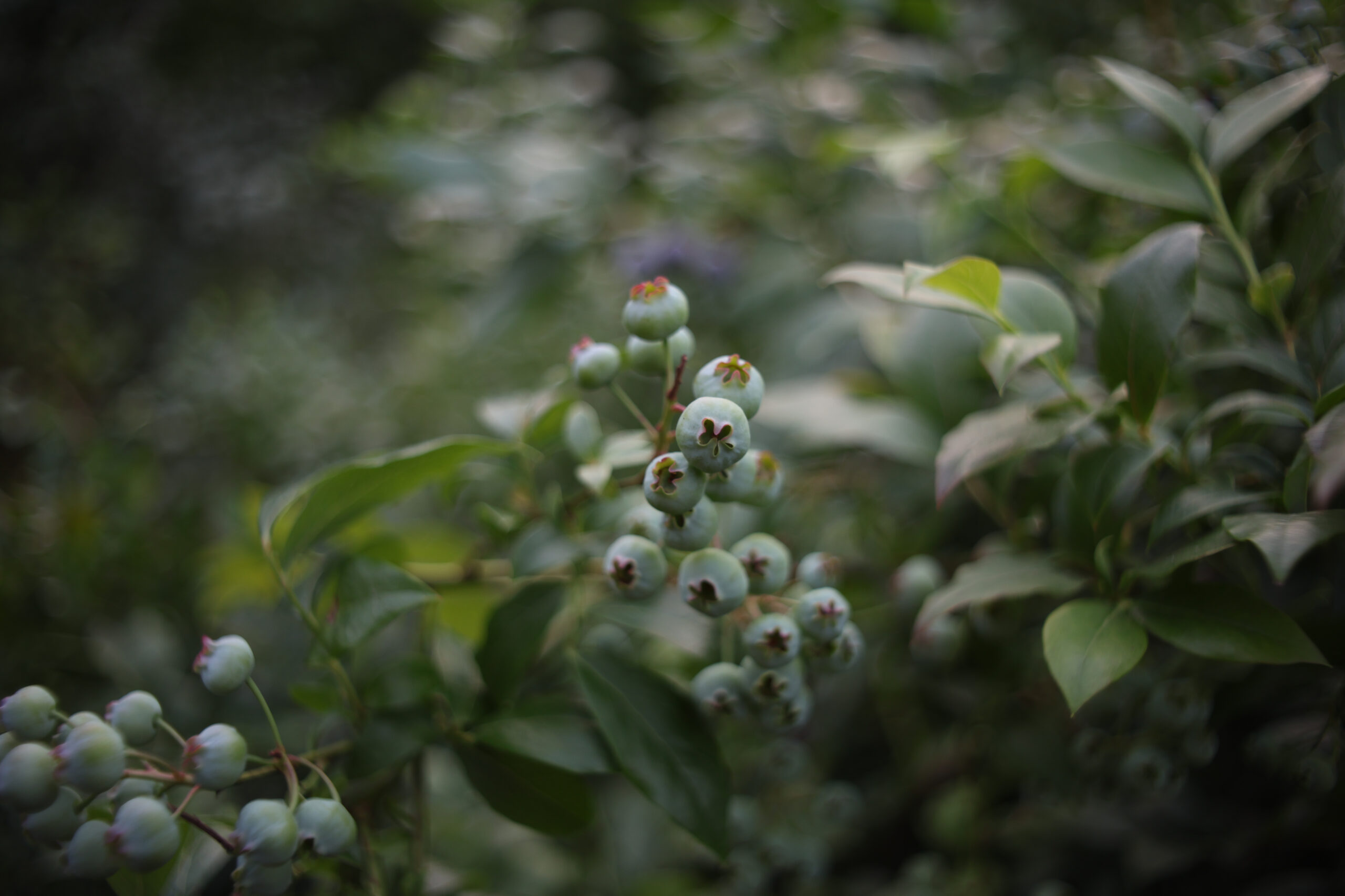 PENTACON auto 2.8/29